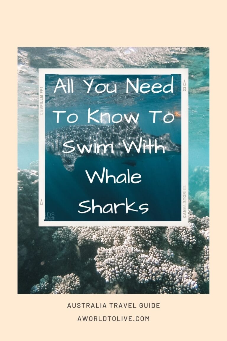 Swim with Whale Sharks in Australia. Ningaloo Reef and Elyse Swimming with a Whale Shark, and text over image