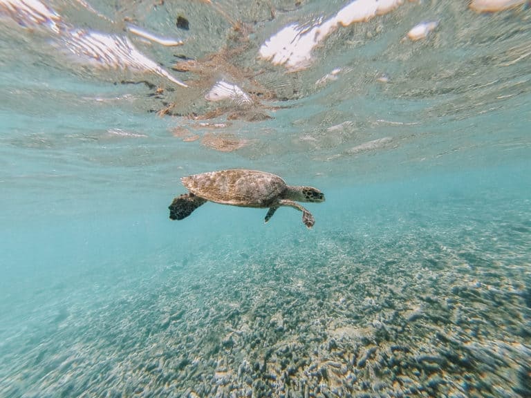 Swimming with sea Turtle in the Seychelles