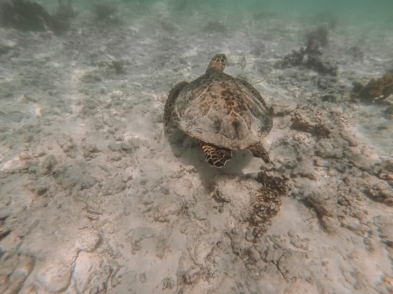 swimming with sea Turtles in the Seychelles