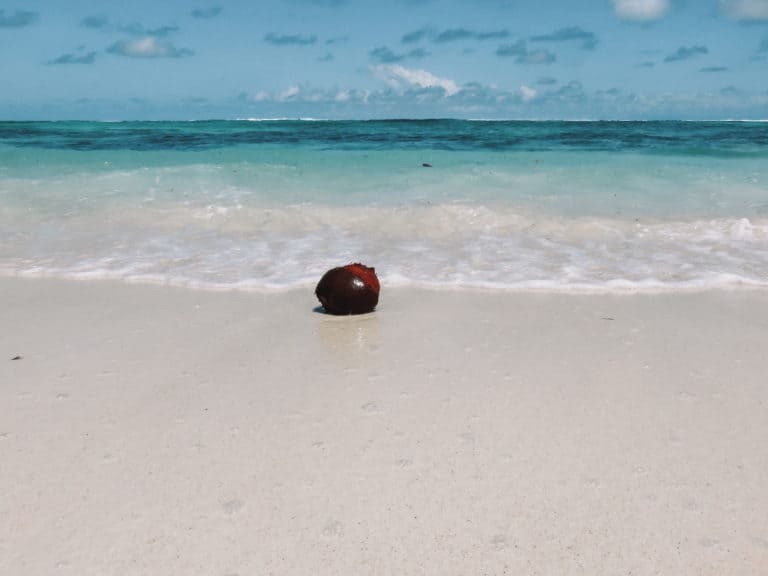 coconut in the shoreline