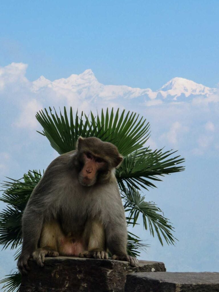 Monkey sitting in front of a green plant with snow covered mountains in the background