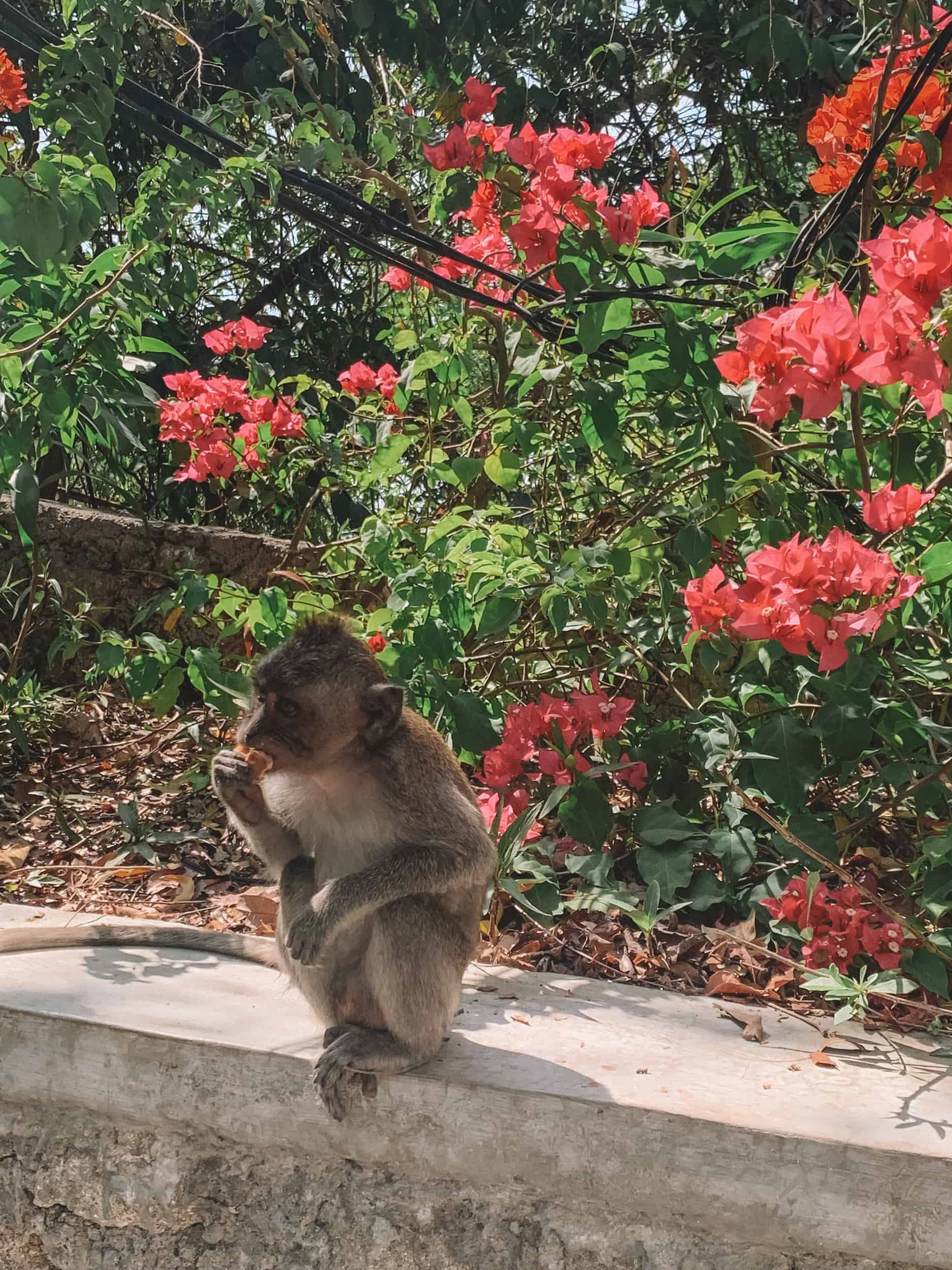 A Bali monkey is sitting on a ledge eating a piece of sweet potato. There are pink flowers behind him
