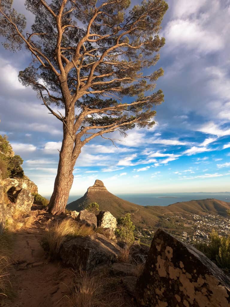 A large tree on a rocky path is the main focus, then in the background is lions head and the Atlantic Ocean
