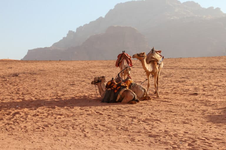 Four camels are taking a rest in Wadi Rums desert. they each have colorful blankets on their backs