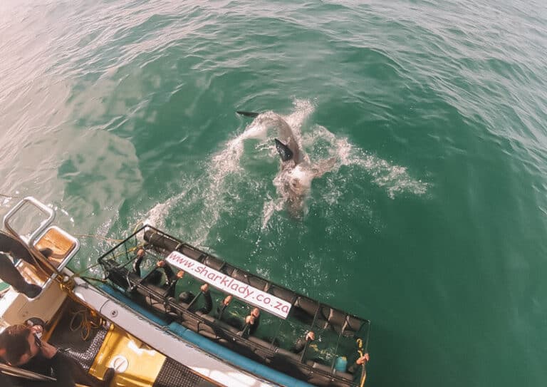 Great White Shark splashing in the water next to boat and cage in South Africa