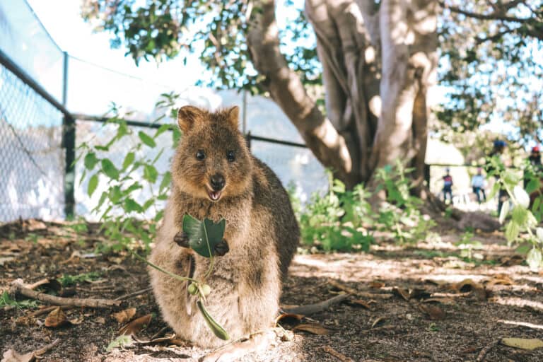 low angle shot of a Rottnest local, Quokka holding a leaf