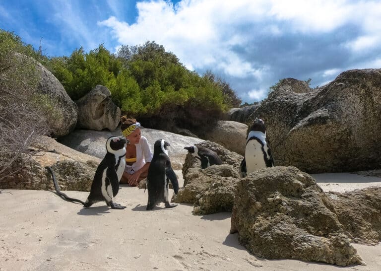 Taken from a low angle, a lady sitting on the beach surrendered by four African penguins. It’s a sunny day and the beach has many boulders during her travel to Cape town