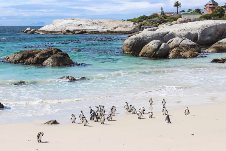 Penguins on the sand at Boulders Beach
