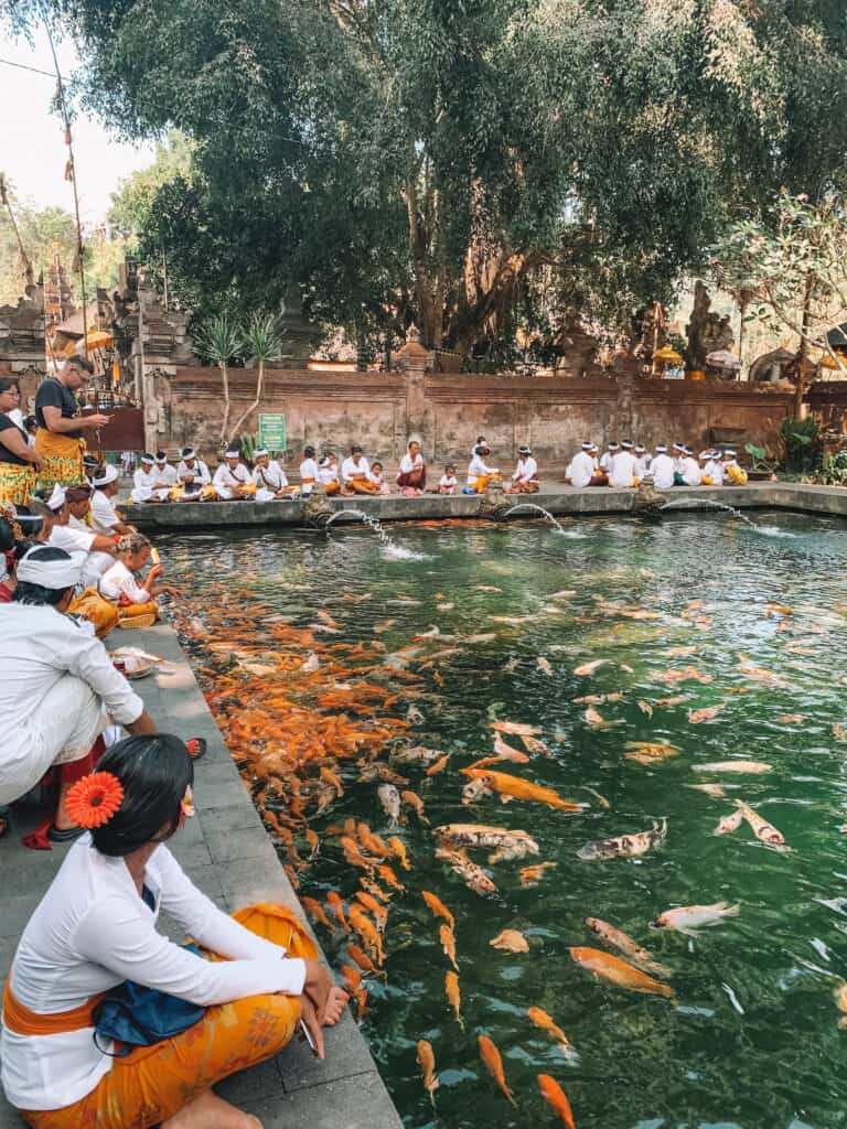 A large pond filled with orange fish, sitting around the pond is many Indonesians wearing white and orange