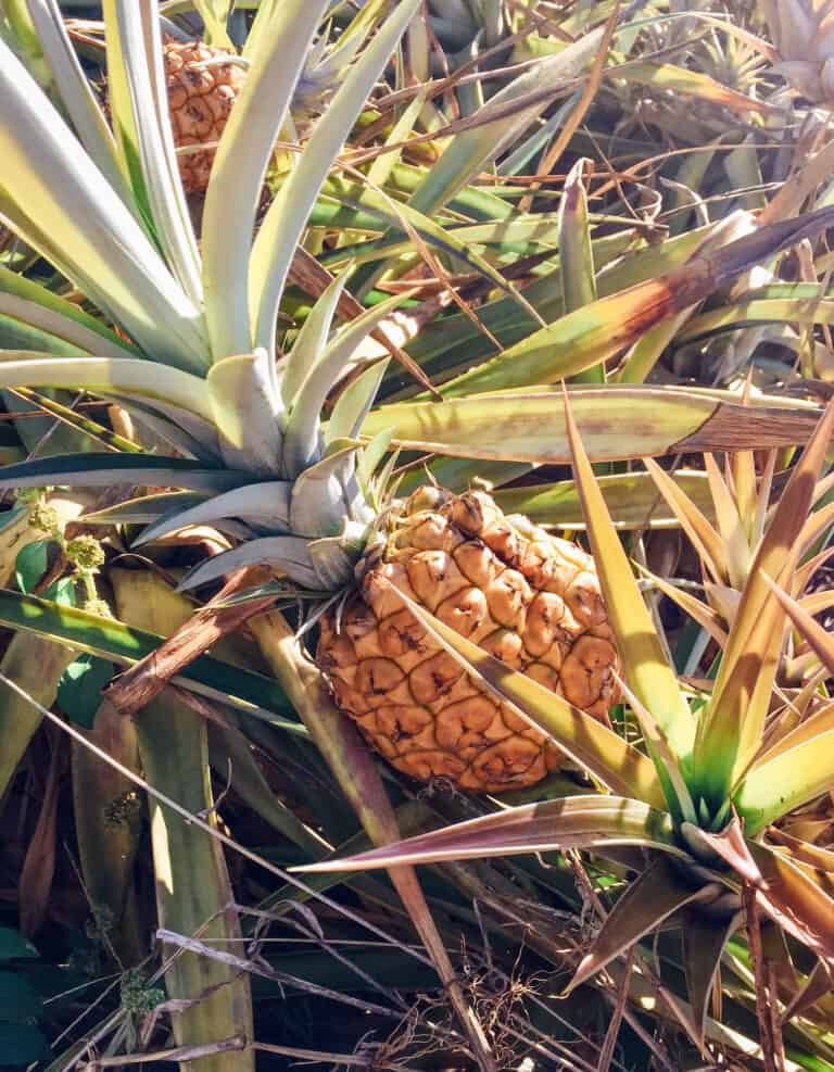 a close up of a pineapple growing in a field