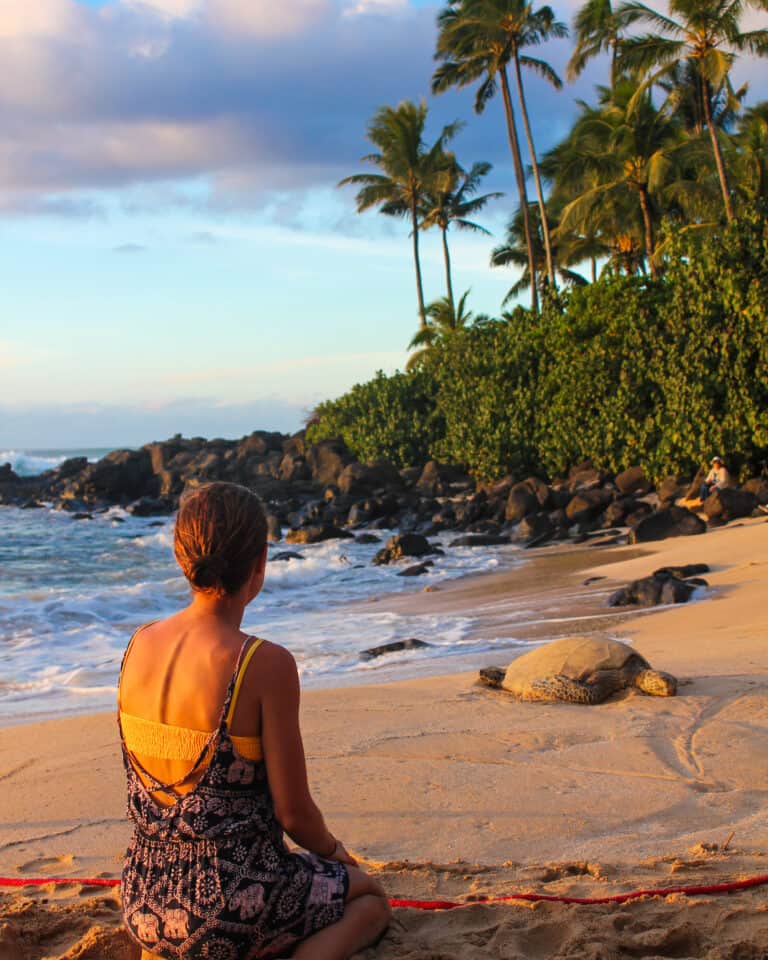 a Hawaiian green sea turtle sleeps on the beach with palm trees and green plants in the background. elyse is sitting on the sand watching the turtle