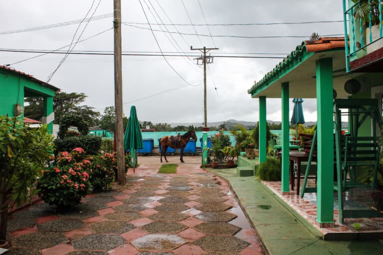 A drive way in Viñales and the houses on either side are bright green. A horse is standing straight at the end of the drive way