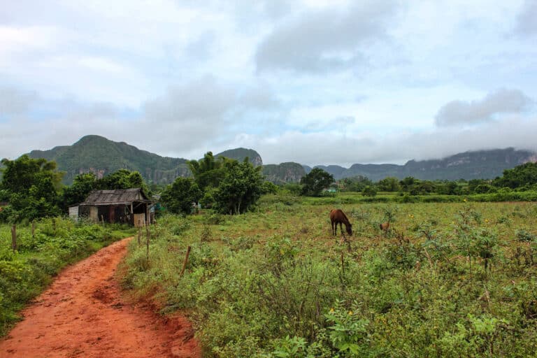 a view of the Viñales Valley while traveling in Cuba. A small dirt path leads to a wooden house and one horse grazes on the other side of the path