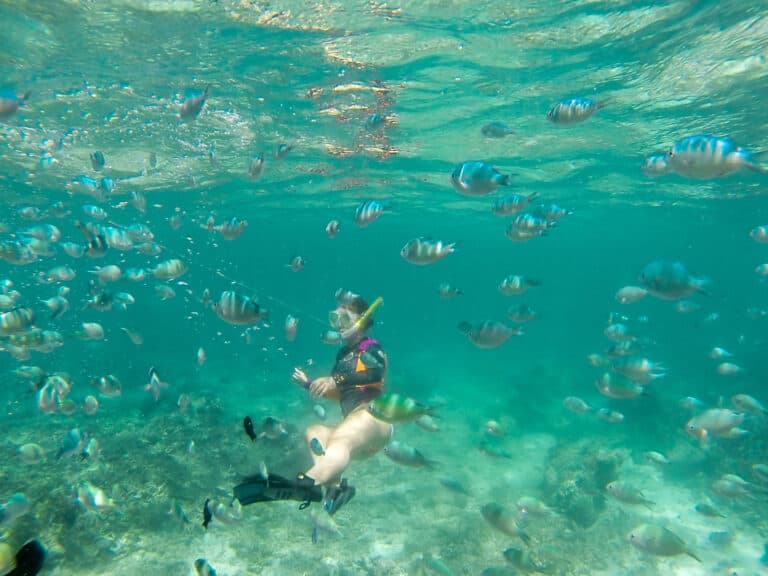 an under water photo of elyse snorkeling and she's surrounded by small fish