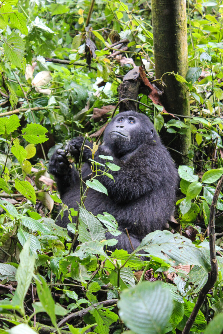 An adolescent mountain gorilla in the jungle leaning up against a tree
