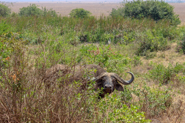 Poking his head out of the bushing in Nairobi national park is a large buffalo. He has large horns on his head.
