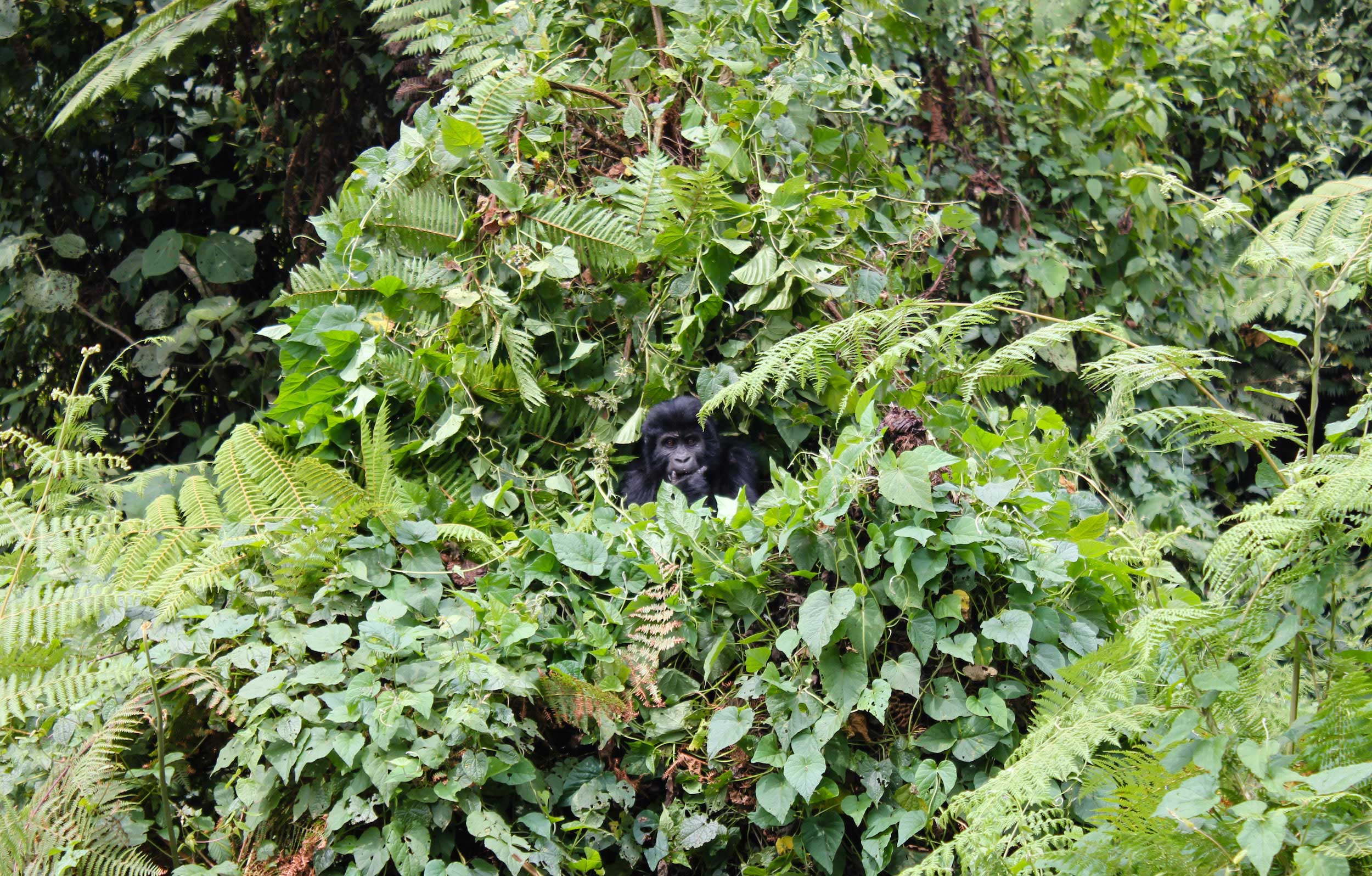 Read more about the article Gorilla Trekking In Uganda, Everything You Need To Know.