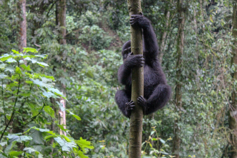 Climbing up a tree in a medium sized primate, in the thick jungle in Uganda.