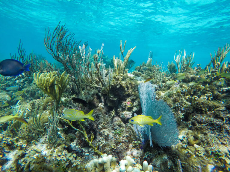 An underwater photo of bright colored coral. The waters visibility is very high.