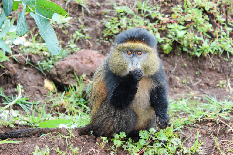 A small golden monkey sits in the ground eating food.