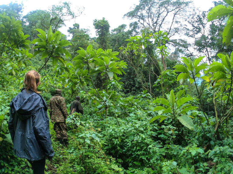 Elyse trekking through the jungle in Uganda, the plants are all very green and two locals guides lead her way.