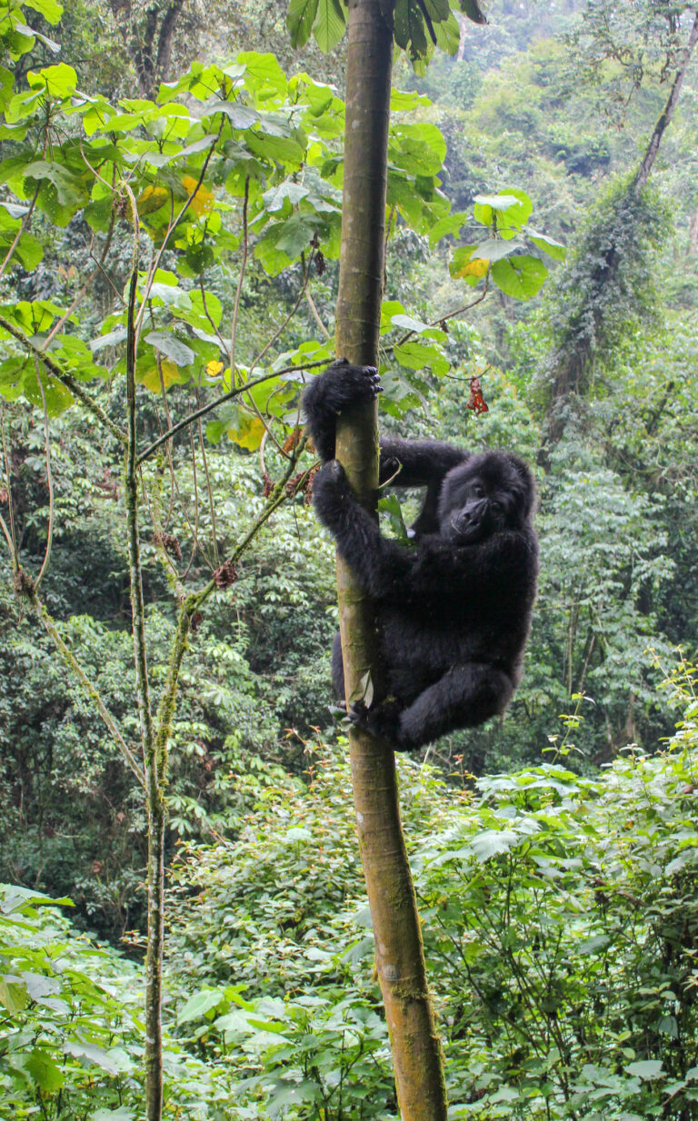 A gorilla up a tree in the jungle.