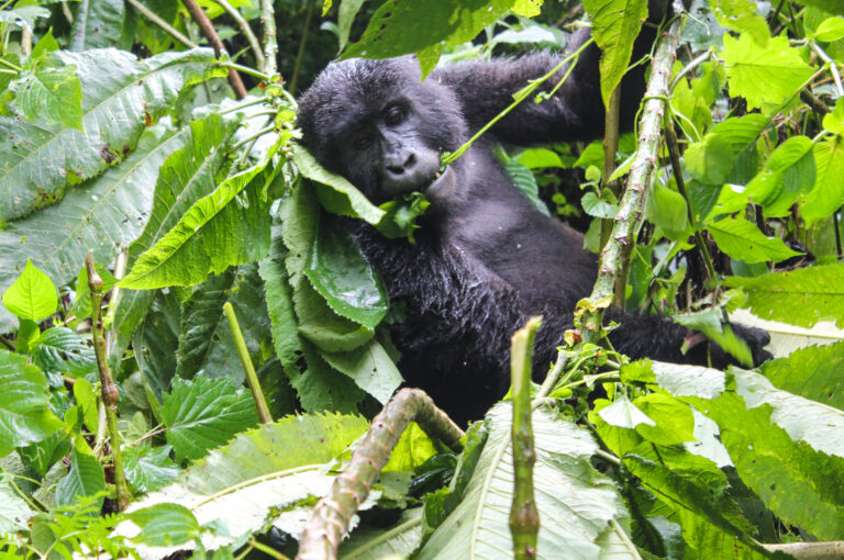 A adult mountain gorilla is eating and surrounded by plants.