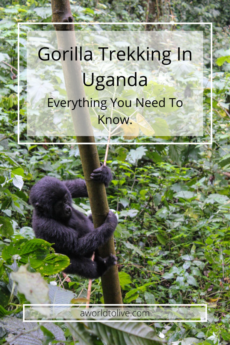 A small gorilla climbing down a tree. text over image saying; gorilla trekking in Uganda everything you need to know
