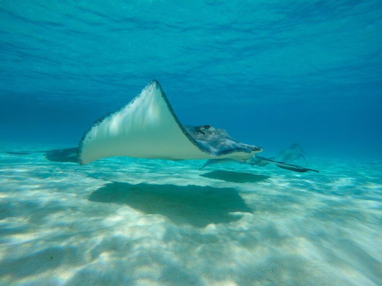 An image of a large stingray swimming underneath the water.