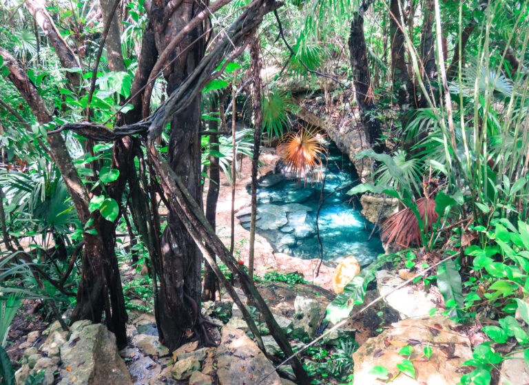 A swimming hole can be seen amongst lots of tropical, green plants.