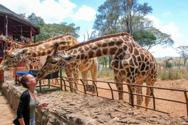 Elyse getting a kiss from a Giraffe, she holds food in between her lips. The Giraffe is on the other side of a small wooden fence