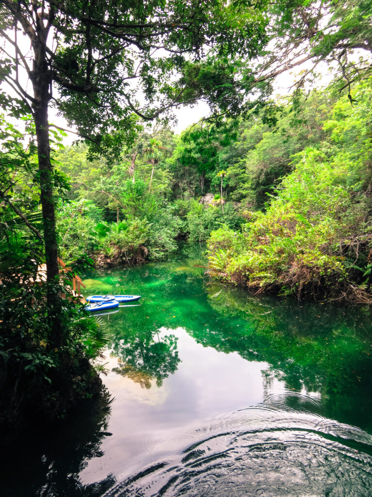 A large water hole near playa del carmen in Mexico. The water is a bright green color and the pool is surrounded by lush forrest near Playa Del Carman in Mexico