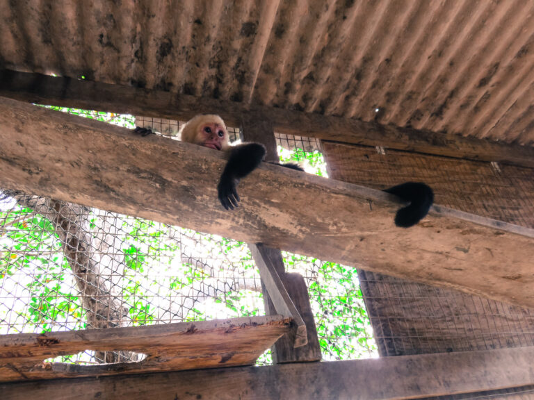 A wooden structure and on a ledge there is a small monkey laying down