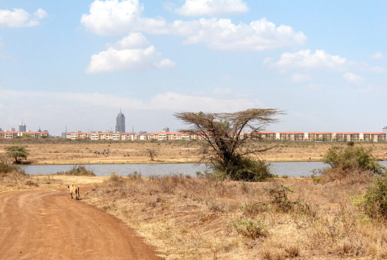An image looking down a dusty road and a Lioness is walking away. In the distance you can see the city of Nairobi.