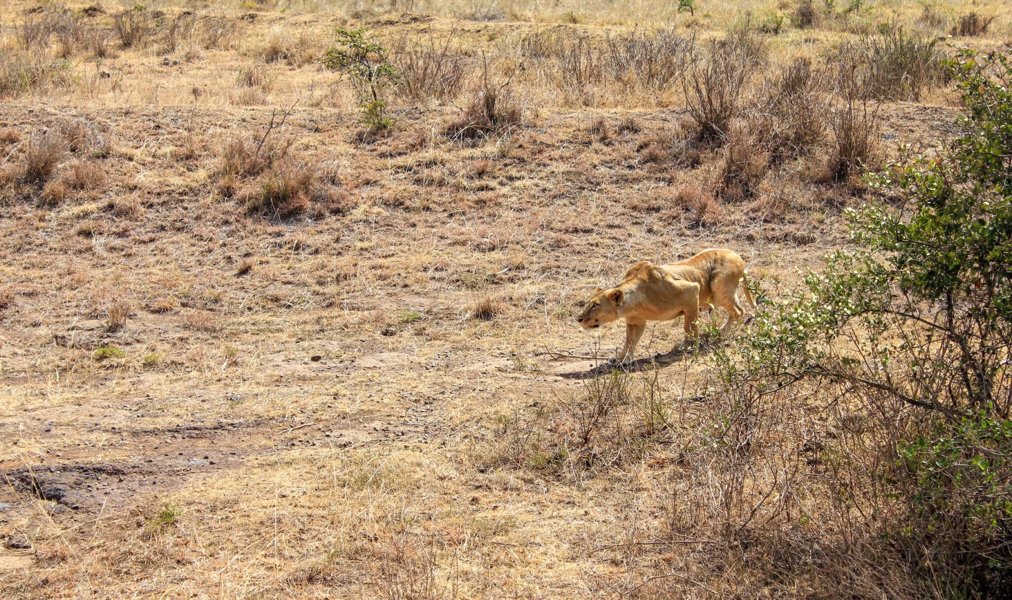 Nairobi Travel Guide, How I Found Kenya's Overwhelming Capital.