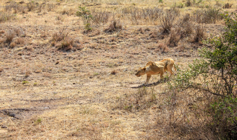 A Lioness in creeping along the dusty planes in Nairobi national park, people who are traveling in the park witness this.