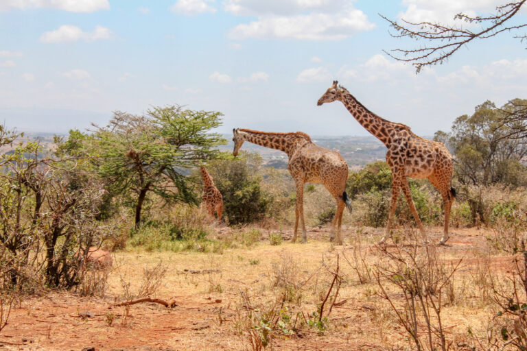 Three grown Giraffes are walking around trees in the Nairobi national park. They travel in the opposite directions from where the image is taken.