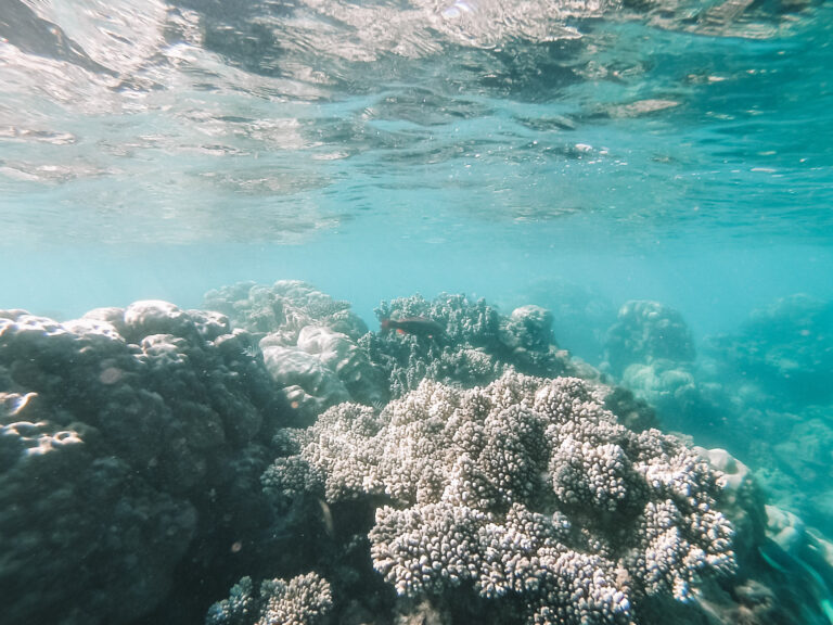 A underwater photo of a large part of the reef in Ningaloo. The water is very blue and clear.