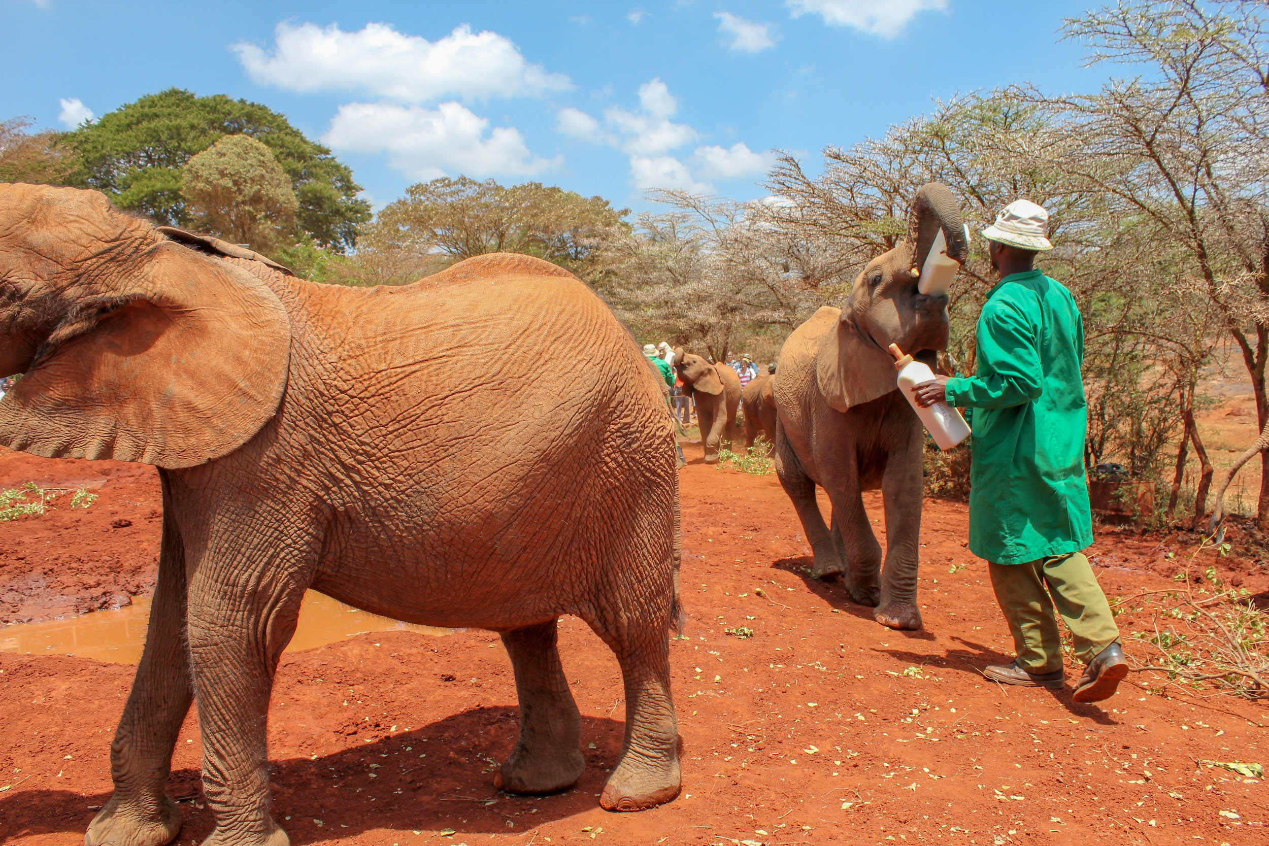 Two small elephants are being fed milk out of large bottles. The men feeding the elephants are wearing green coats.
