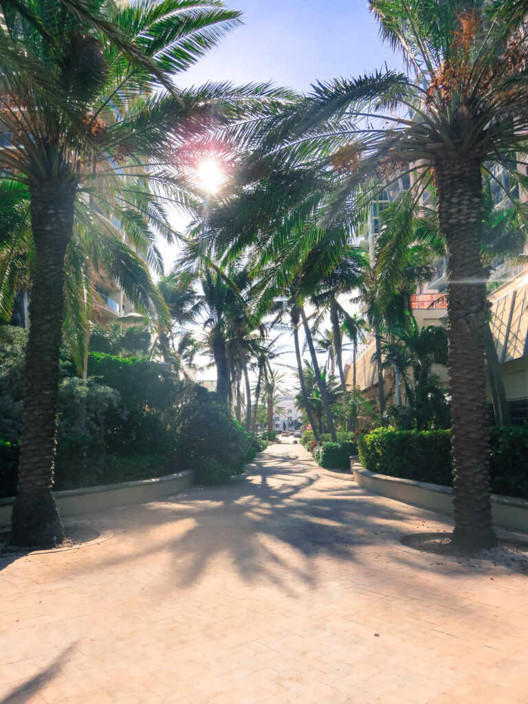 An empty footpath in south beach Miami, it’s a sunny day and the path is lined with palm trees.