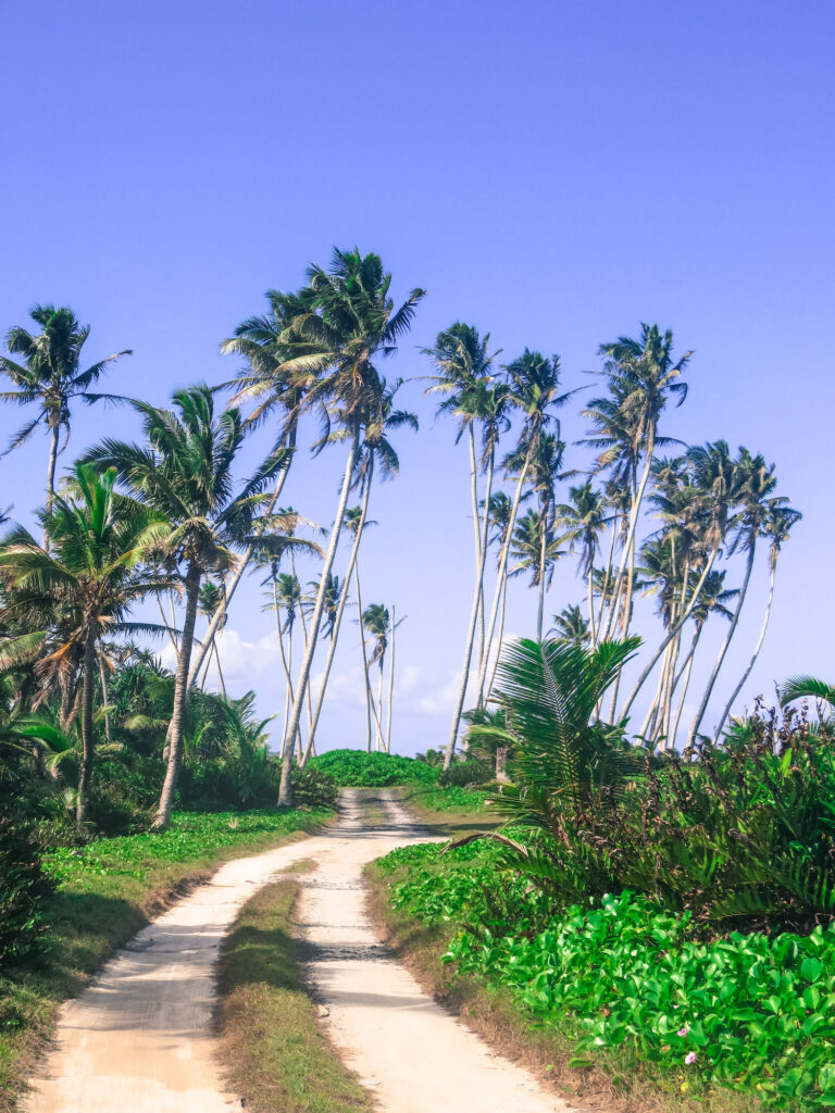 A one lane dirt road that runs along the coast line, the road is lined with tall palm trees on a sunny day.