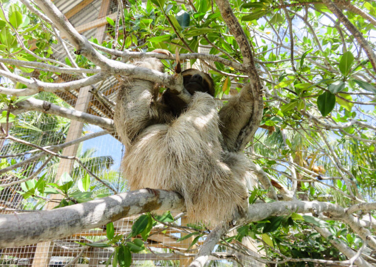 The image is taken on an upwards angle into the mangrove trees. There is a small sloth on the branches, curled up and sleeping.