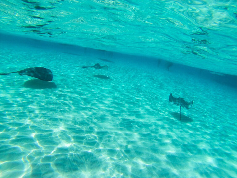 Three sting rays are swimming in Grand Cayman, the ocean is very clear.