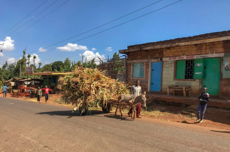 Walking down a paved road in a young Kenyan boy and a donkey. The Donkey is strapped to a cart carrying a large pile of corn.