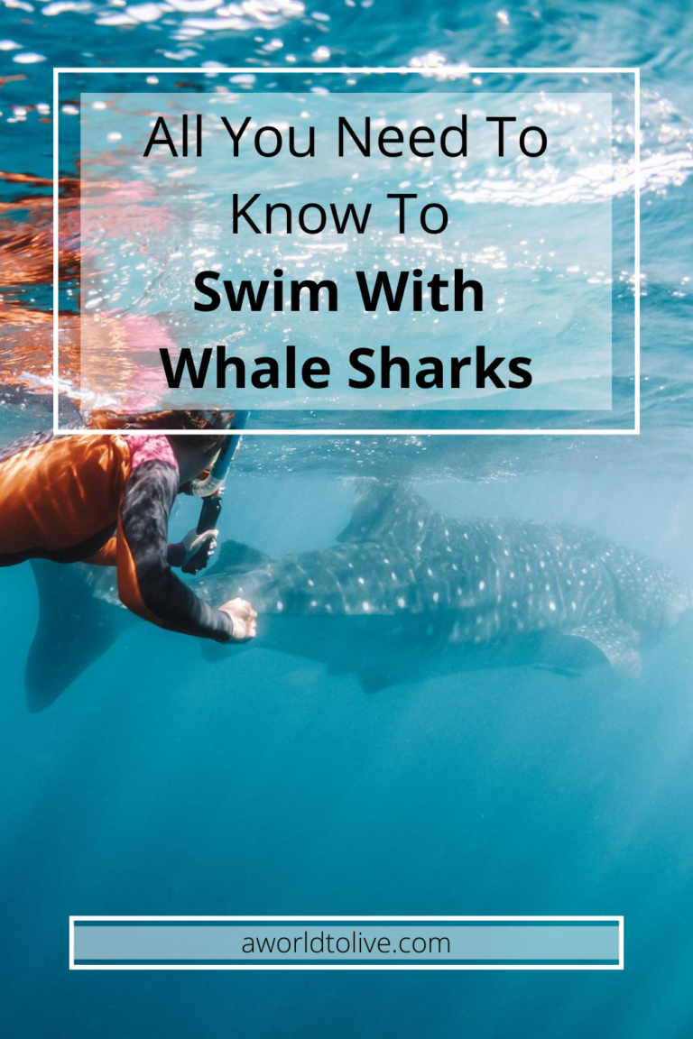 A underwater photo of Elyse who swims with whale sharks. text over image saying all you need to know to swim with whale sharks.