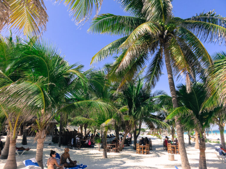 Taken on a beach in Mexico, a lot of palm trees surround people some baking and eating in a restaurant.