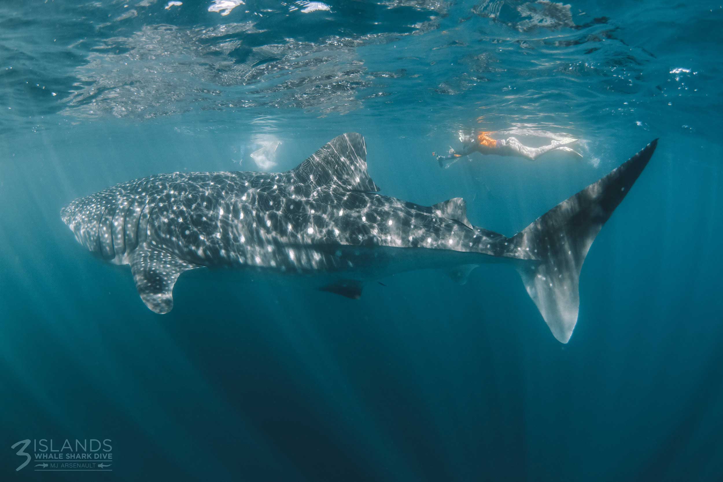 You are currently viewing All You Need To Know To Swim With Whale Sharks.