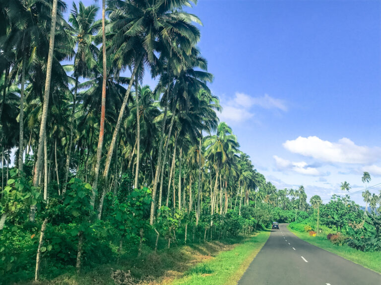 A long paved road with only one car on the road ahead. The left of the road is lined with thick green plants. Mostly palm trees.
