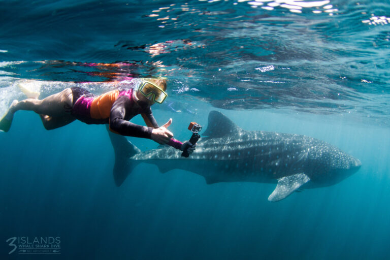 Elyse swimming next to a large whale shark and giving the thumbs up to the camera.