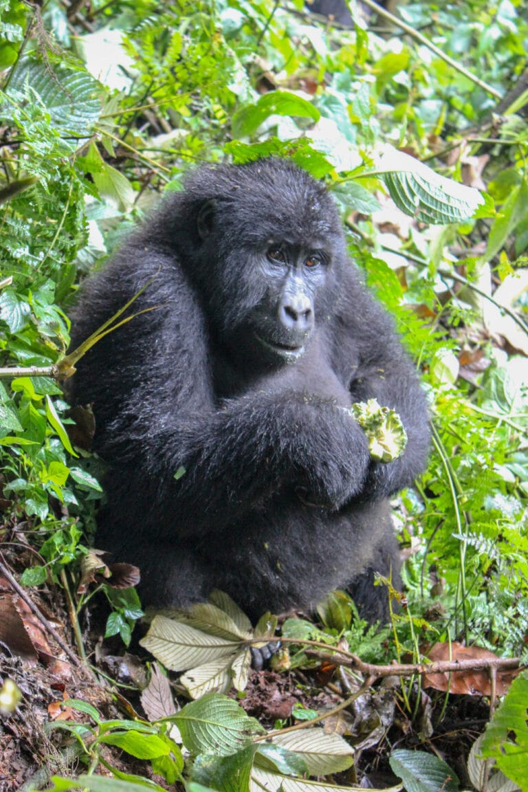 An Adolescent mountain Gorilla sitting on the floor of the jungle. Taken during a Gorilla Trek and 1 of my best travel experiences